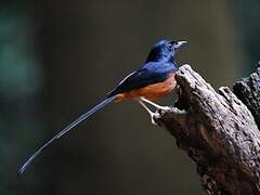 White-rumped Shama