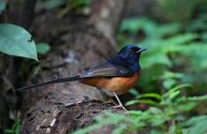 Shama à croupion blanc