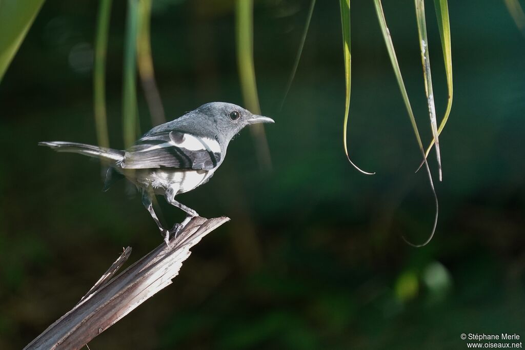 Oriental Magpie-Robin female adult