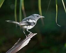 Oriental Magpie-Robin