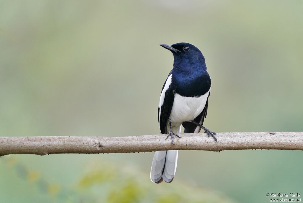 Oriental Magpie-Robin male adult