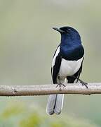 Oriental Magpie-Robin