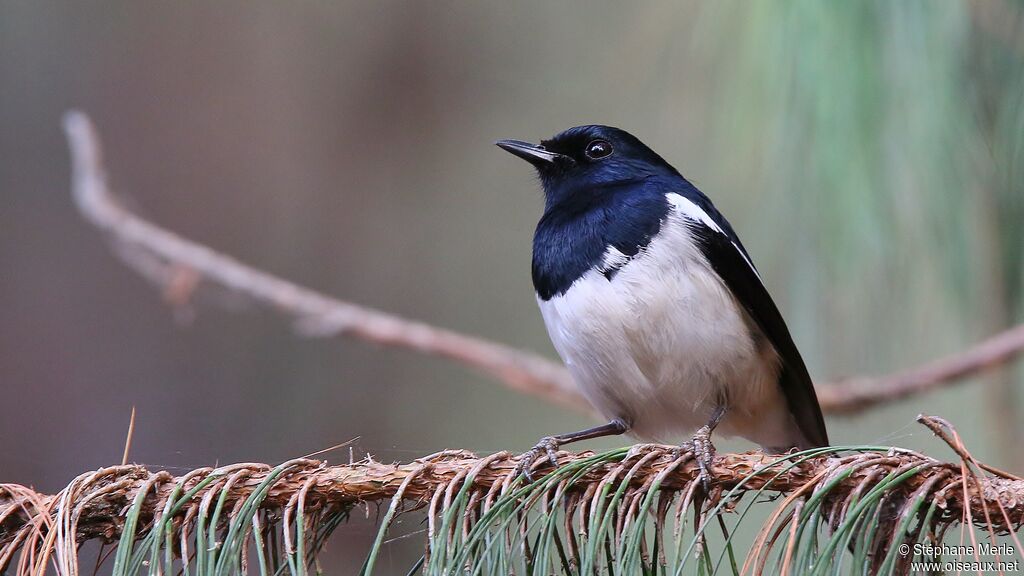 Madagascar Magpie-Robin male adult