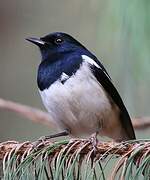 Madagascar Magpie-Robin