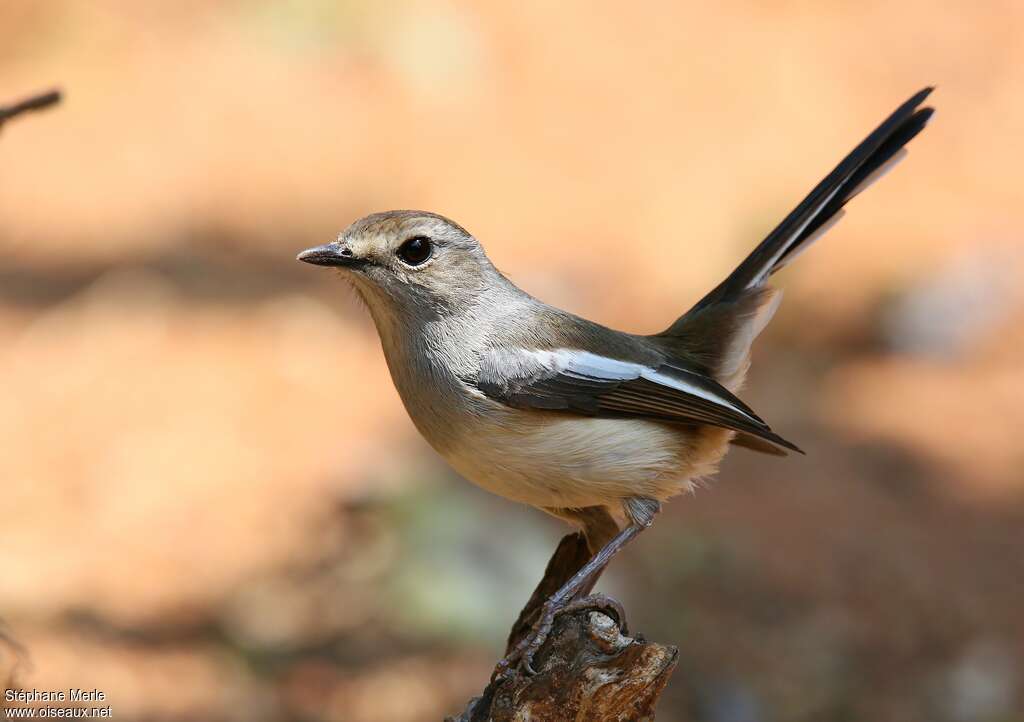 Madagascar Magpie-Robin female adult, identification