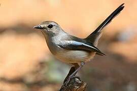 Madagascar Magpie-Robin