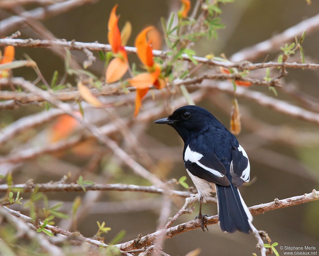 Shama de Madagascar mâle adulte