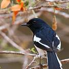 Shama de Madagascar