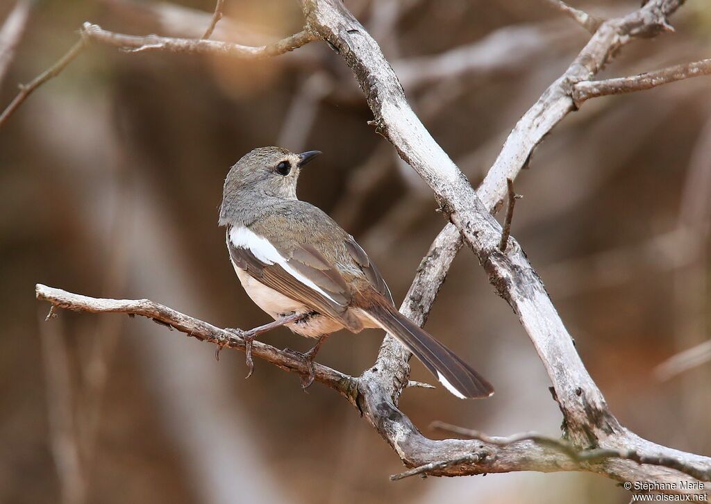 Madagascan Magpie-Robin female