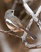 Madagascar Magpie-Robin