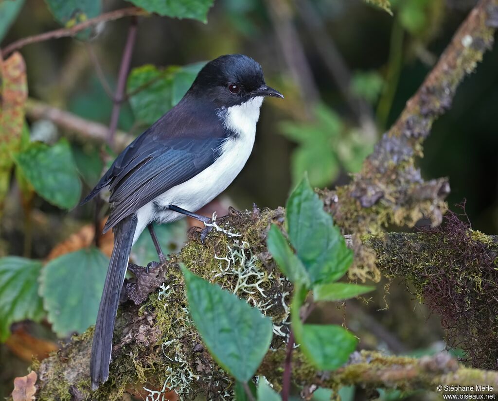 Sibia à tête noire