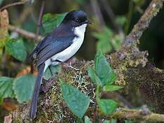 Sibia à tête noire