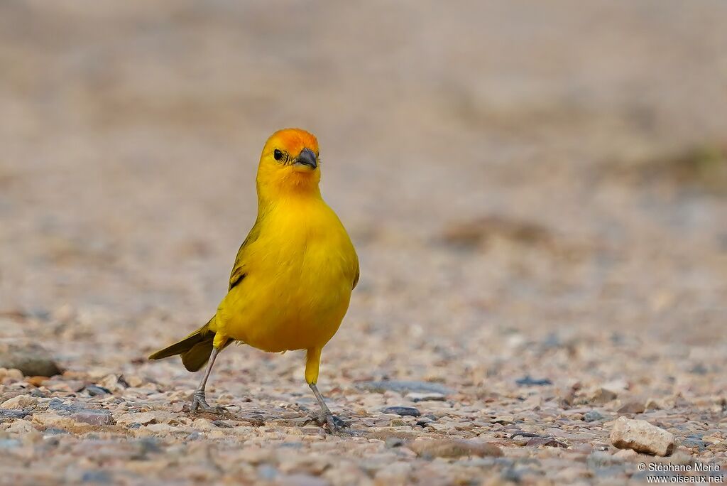 Saffron Finch male adult