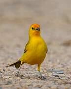 Saffron Finch