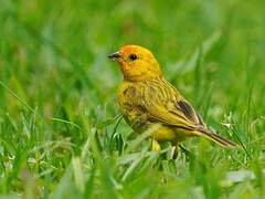 Saffron Finch