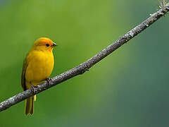 Saffron Finch