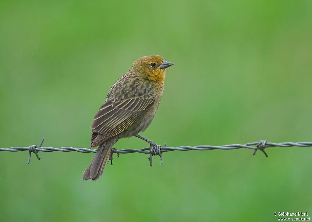 Grassland Yellow Finchadult