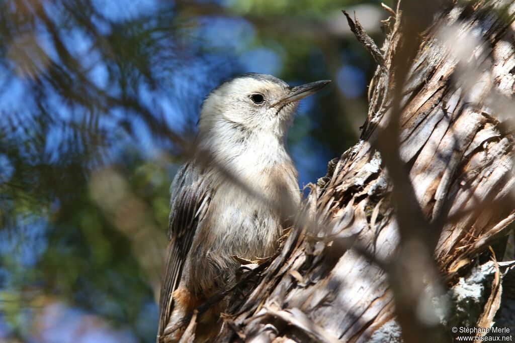 White-breasted Nuthatch