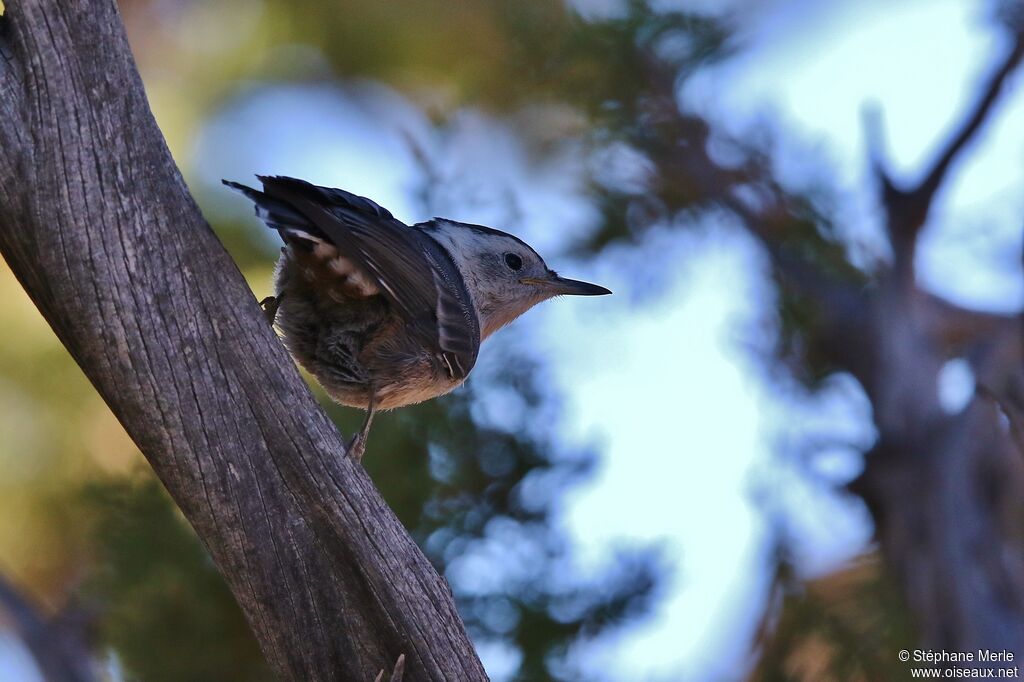 White-breasted Nuthatch