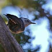 White-breasted Nuthatch