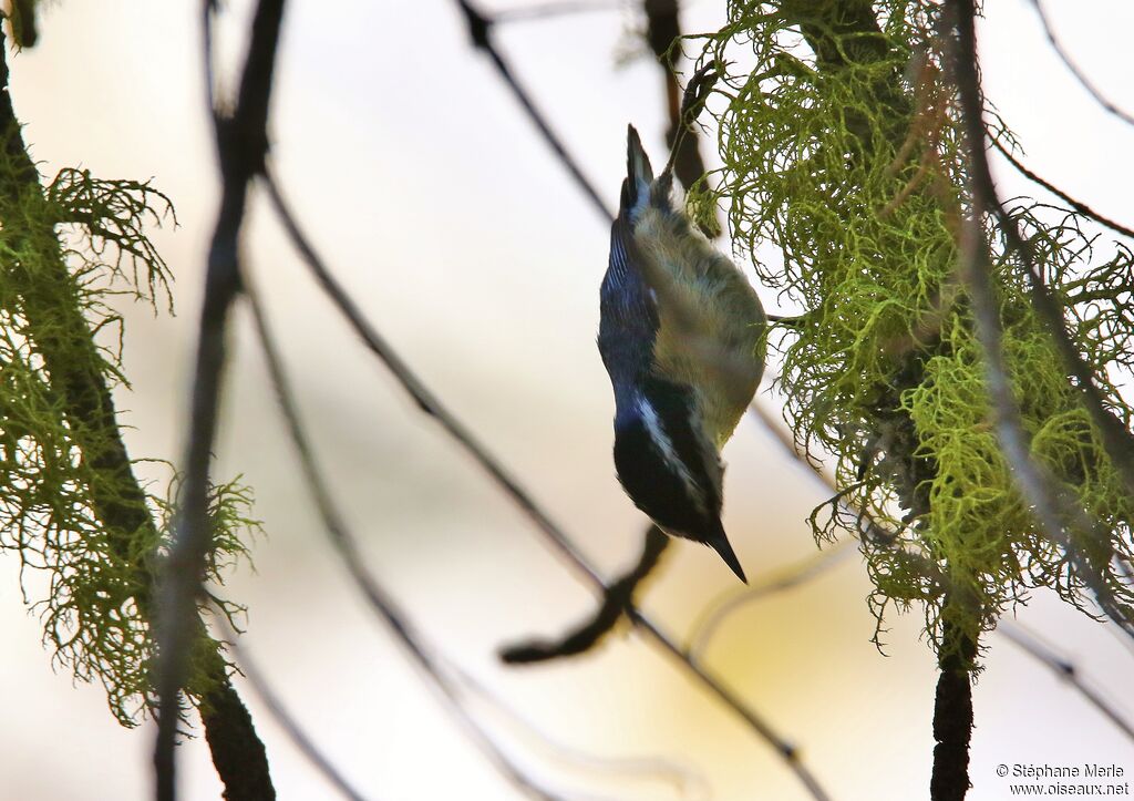 Red-breasted Nuthatch