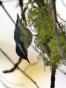 Red-breasted Nuthatch