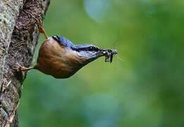 Eurasian Nuthatch