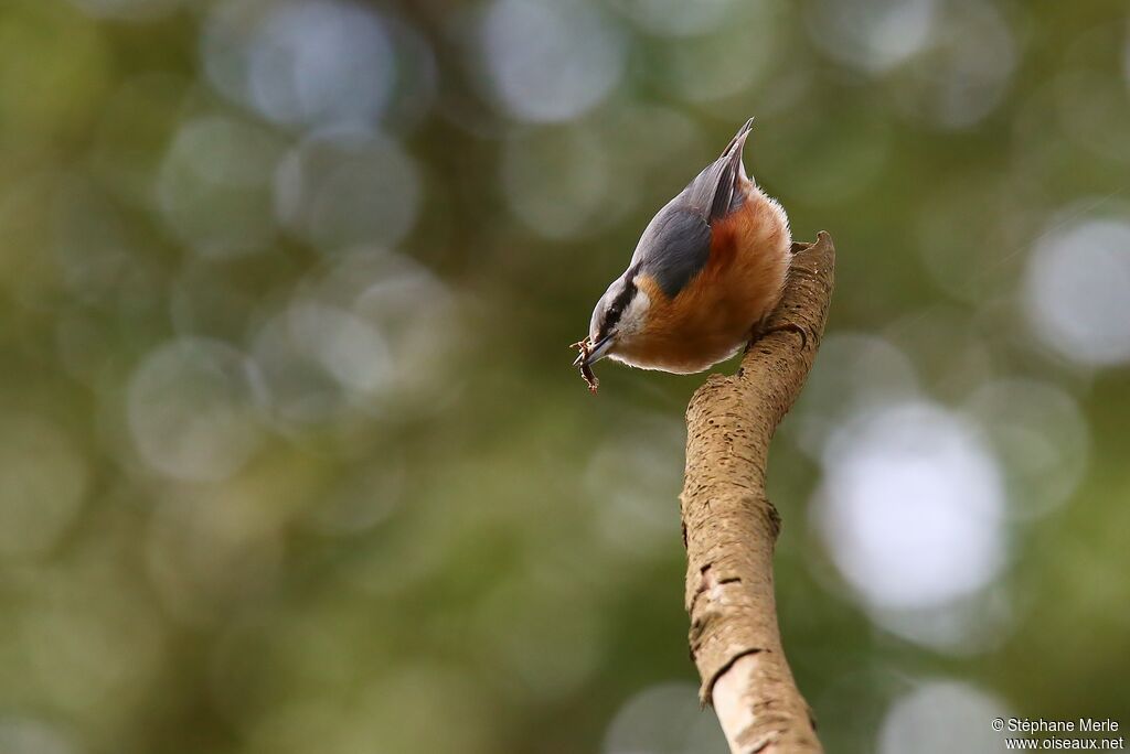 Eurasian Nuthatch