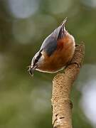 Eurasian Nuthatch