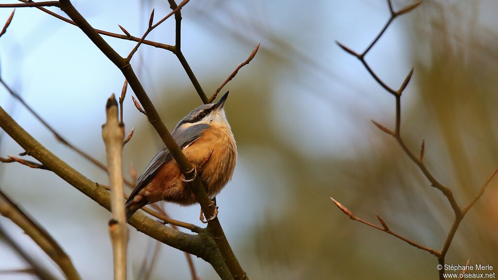 Eurasian Nuthatch