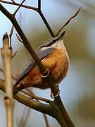 Eurasian Nuthatch