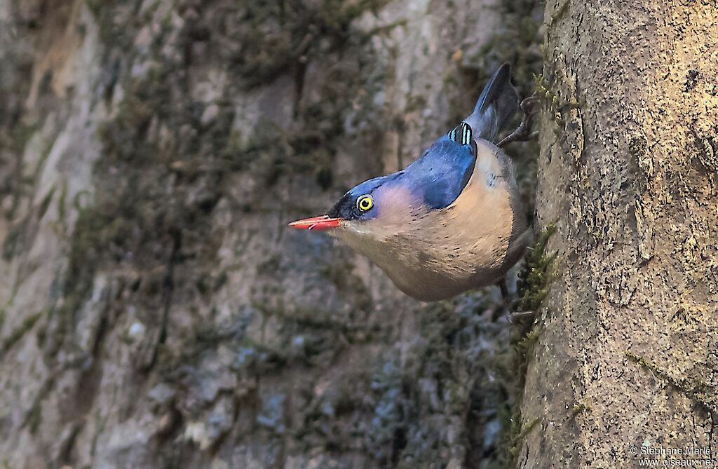 Velvet-fronted Nuthatch