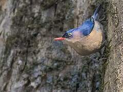 Velvet-fronted Nuthatch