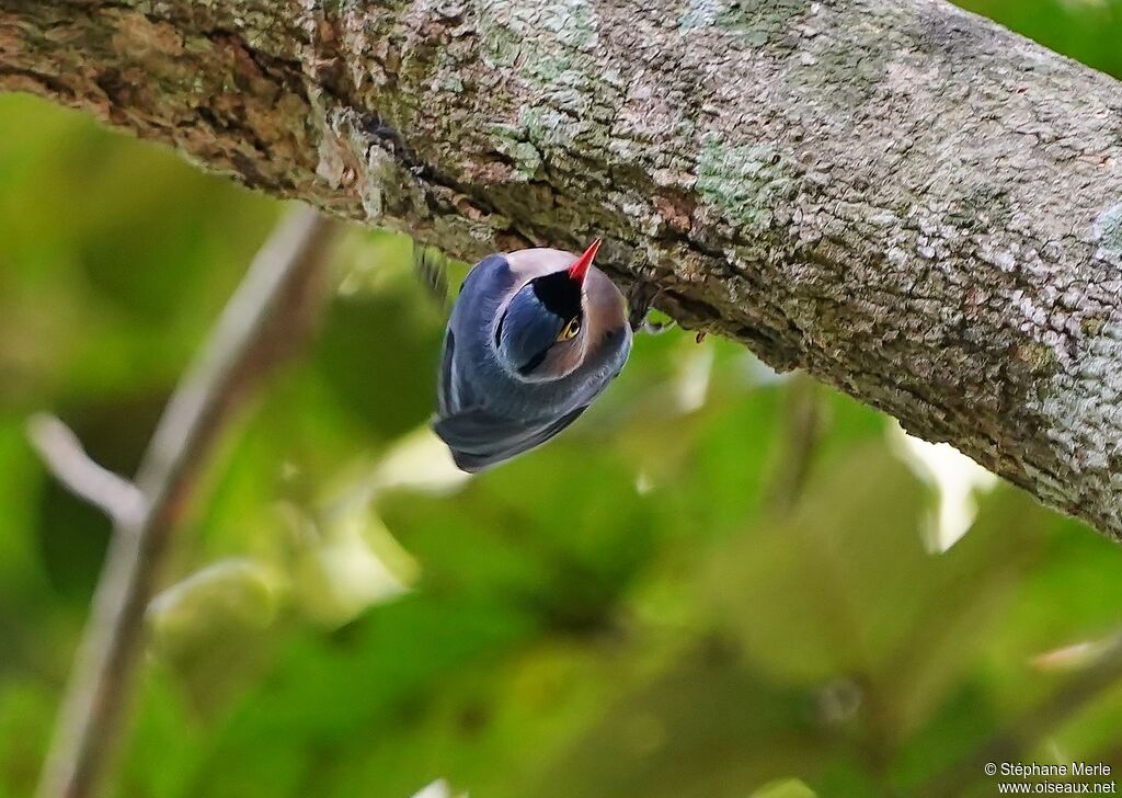 Velvet-fronted Nuthatchadult