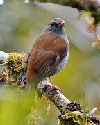 Andean Solitaire