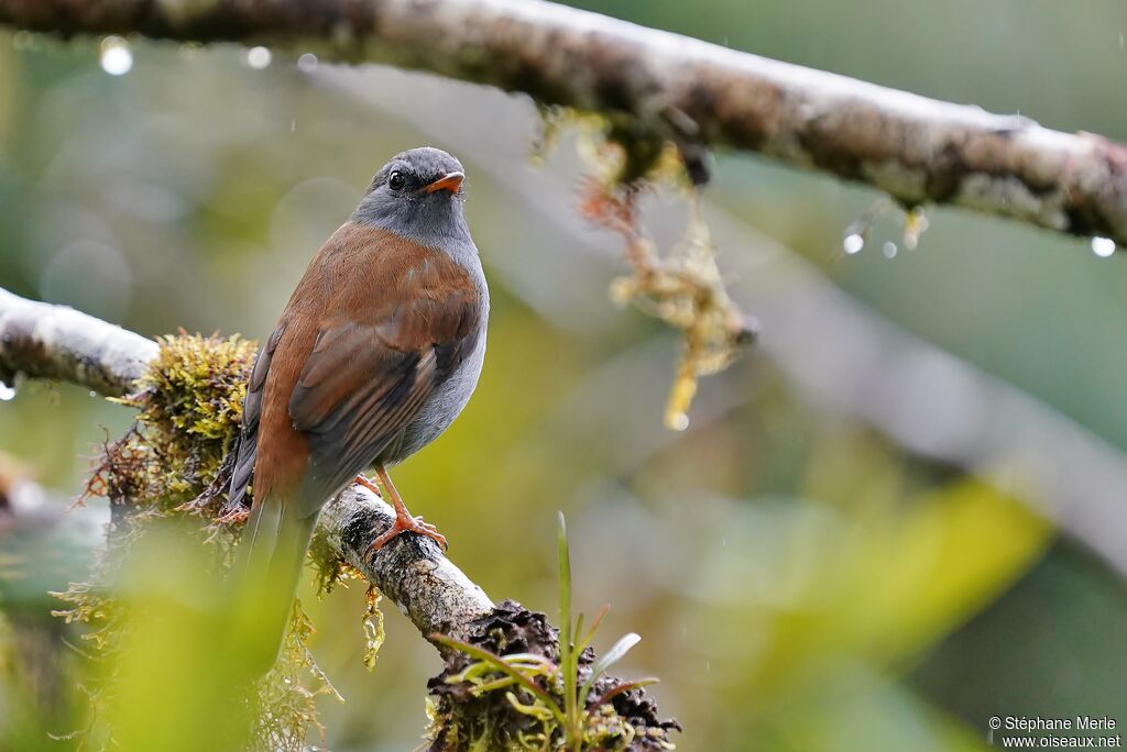 Andean Solitaireadult