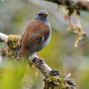 Andean Solitaire