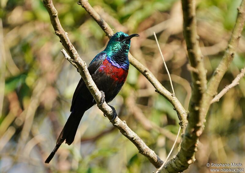 Red-chested Sunbird male adult