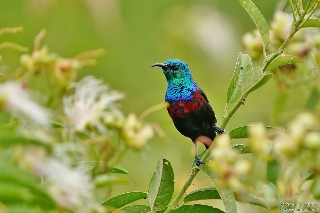 Red-chested Sunbird male