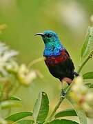 Red-chested Sunbird