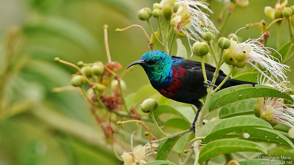 Red-chested Sunbird male