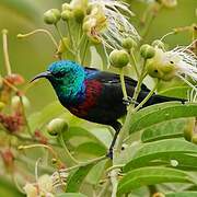 Red-chested Sunbird