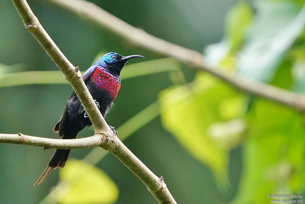 Red-chested Sunbird