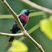 Red-chested Sunbird