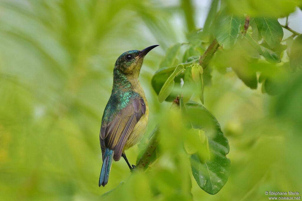 Collared Sunbird female adult