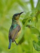 Collared Sunbird