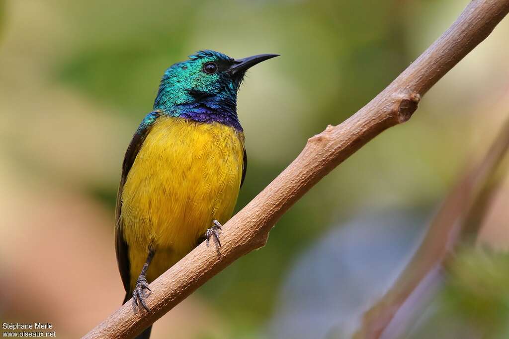 Collared Sunbird male adult, close-up portrait, pigmentation