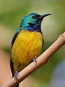 Collared Sunbird