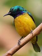 Collared Sunbird