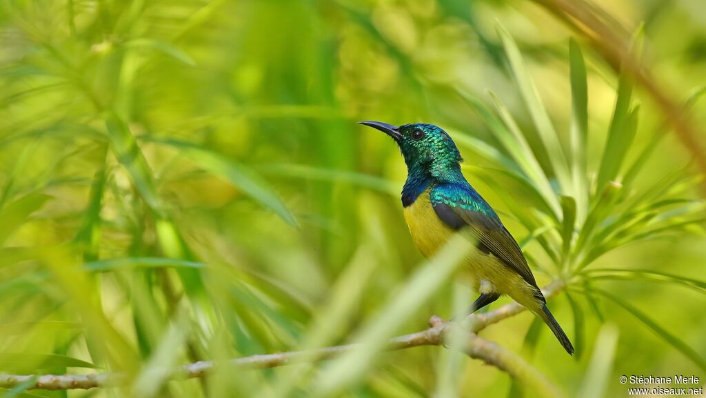 Collared Sunbird male adult